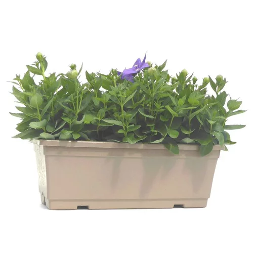 Platycodon Grandiflorus - La jardinière de 40 cm