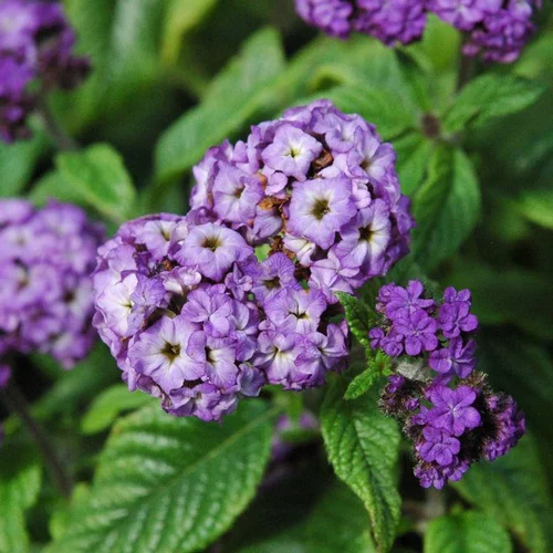 Héliotrope ou Herbe de Saint-Fiacre à fleurs bleues - Le pot de 2 litres