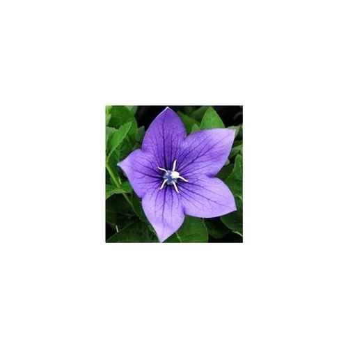 Platycodon Grandiflorus - La jardinière de 50 cm