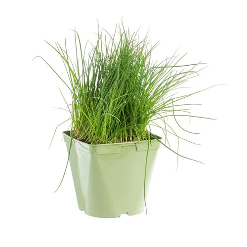 Ciboulette Bio. Le pot de 2,5 litres
