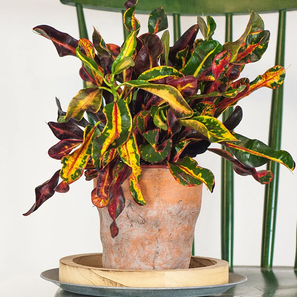 Croton Mammi Codiaeum variegatum mammi