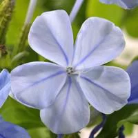 Plumbago Auriculata Tippi - Le pot de 2 litres