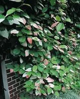 ACTINIDIA KOLOMIKTA. Le pot de 3 litres