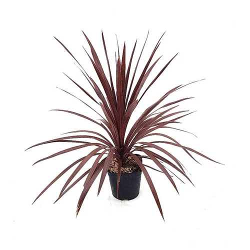 Cordyline Australis Red Star 100/110 en pot de 15 L rouge