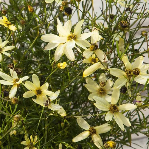 Coréopsis moonbeam jaune en pot de 2 L