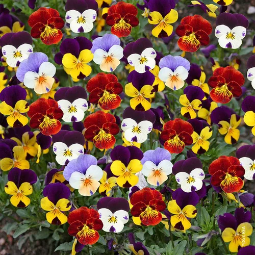 Pensee et Viola - La jardinière