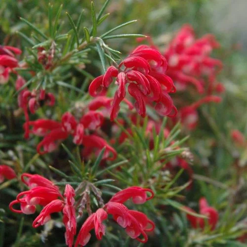 Grevillea Junipera rose. Le pot de 7,5 litres