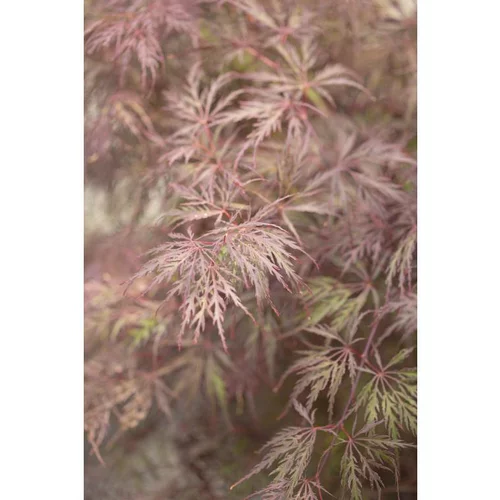 Erable du Japon (ACER PALMATUM DISSECTUM INABASHIDARE ) Le pot de 110 litres