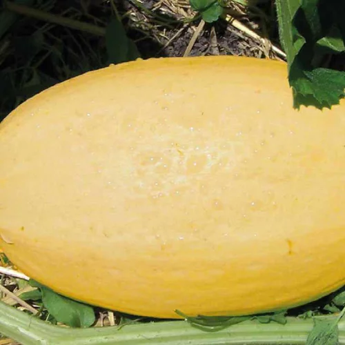 Courge Spaghetti Vegetal Bio. La barquette de 6 plants