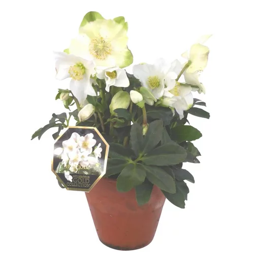 Rose de Noël - Le pot de 21 cm en terre cuite