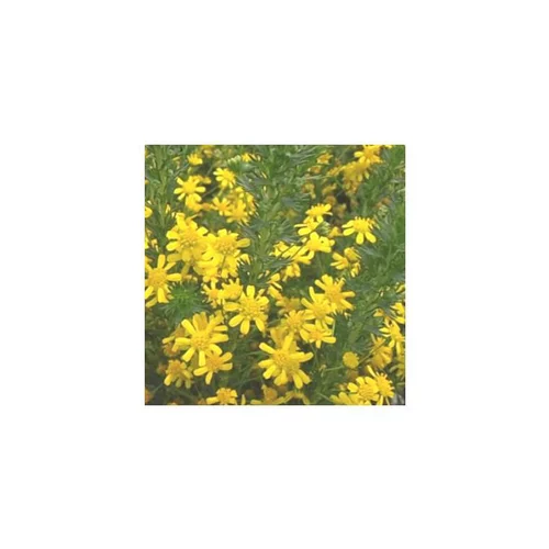 Euryops virgineus - Le pot de 3 litres