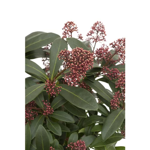 Skimmia Japonica. Le pot de 3 litres