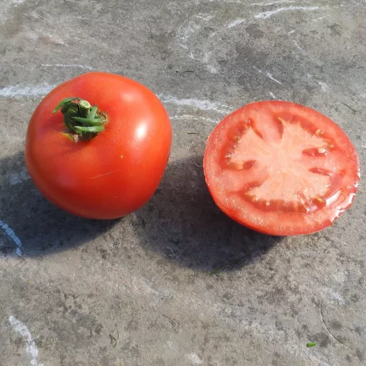 Tomate Charnue de Huy | Semences bio et reproductibles