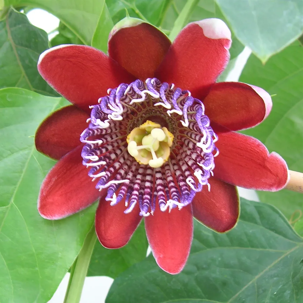 Grenadille sauvage Passiflora alata