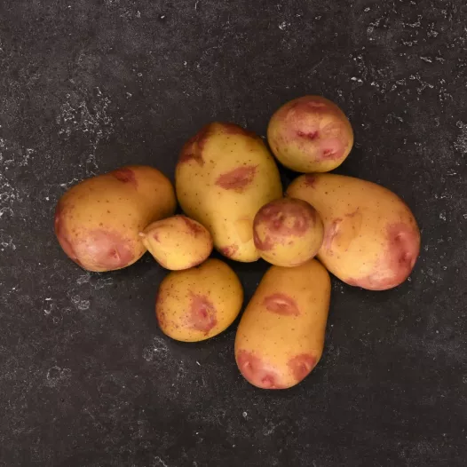 Pootgoed King Edward aardappel BIO - 1Kg