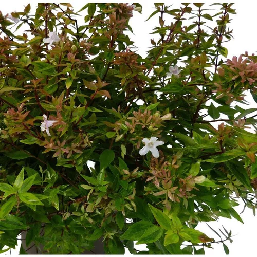 Abélia Grandiflora Kaleidoscope. Le pot de 7,5 litres