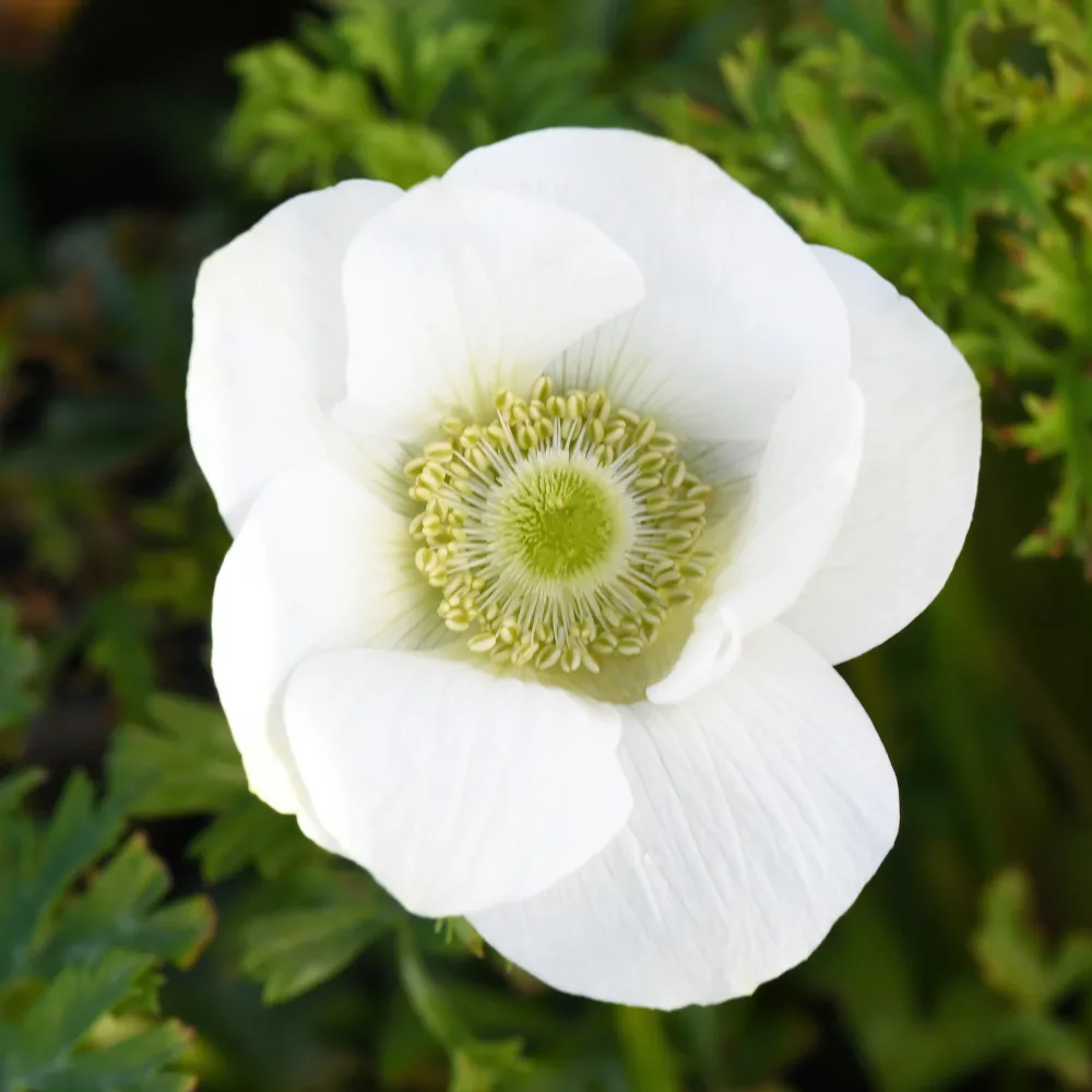Anémones coronaria The Bride Anemone coronaria 'the bride'