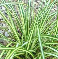 Carex - Le pot de 4 litres