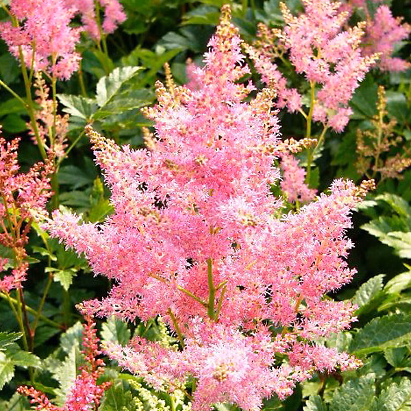 6 x Astilbe du Japon 'Rheinland – Astilbe japonica 'Rheinland', godet 9cm x 9cm
