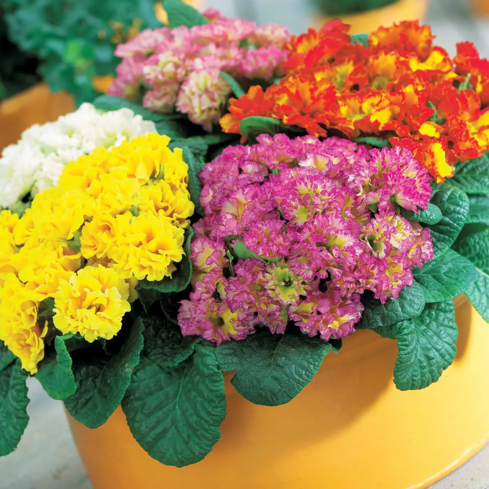 3 Primevères frangées Suzette en mélange Primula suzette