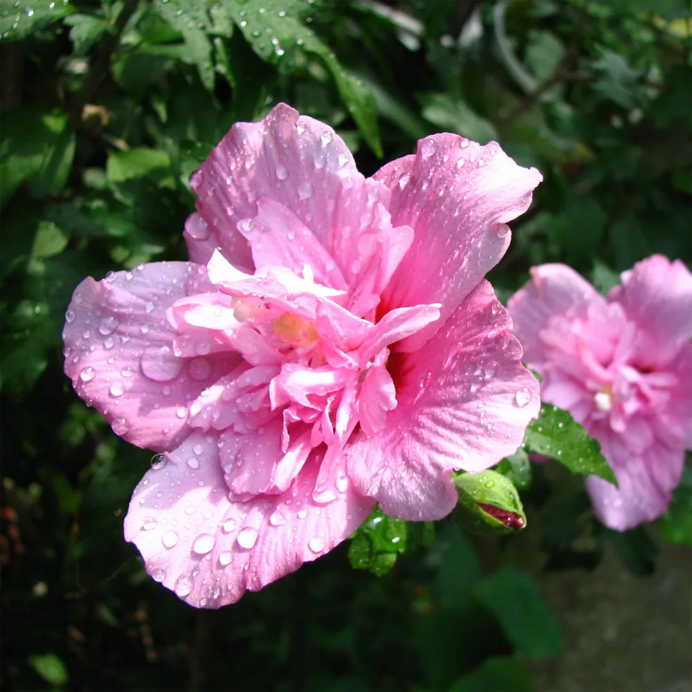 Hibiscus Ardens Hibiscus syriacus Ardens