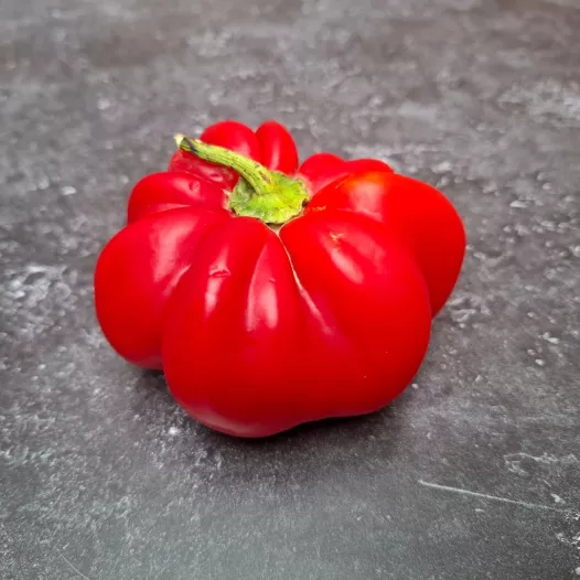Poivron rond de Hongrie | Semences bio et reproductibles