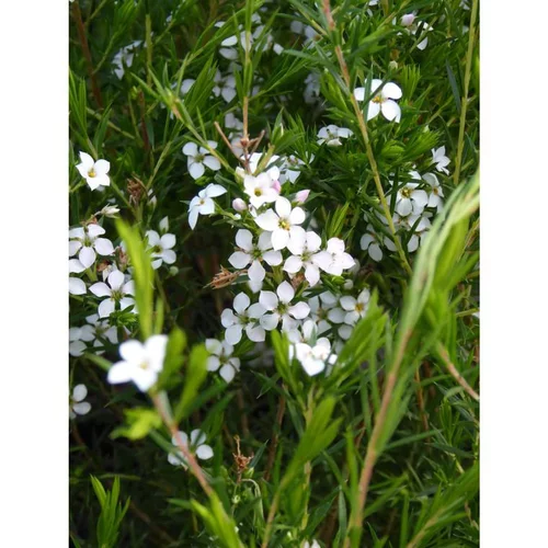 Diosma Hirsuta Pink Fountain rose en pot