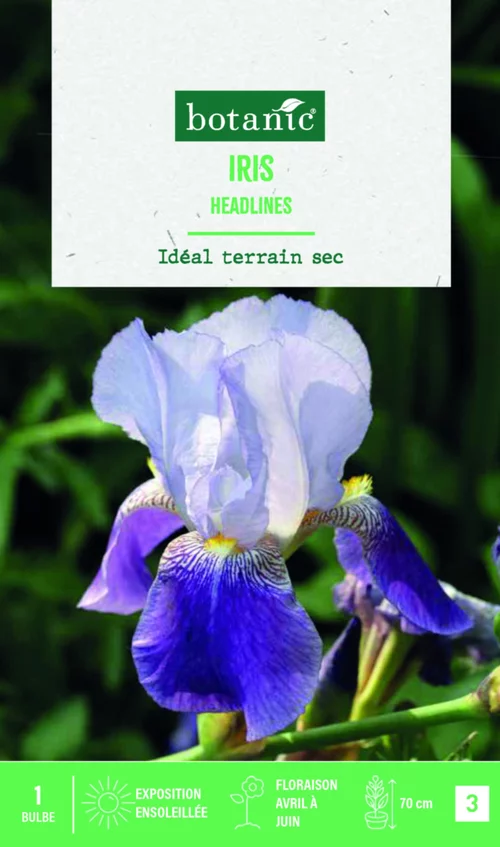 Bulbe de fleurs Iris Germanica Headlines botanic® - 1 bulbe