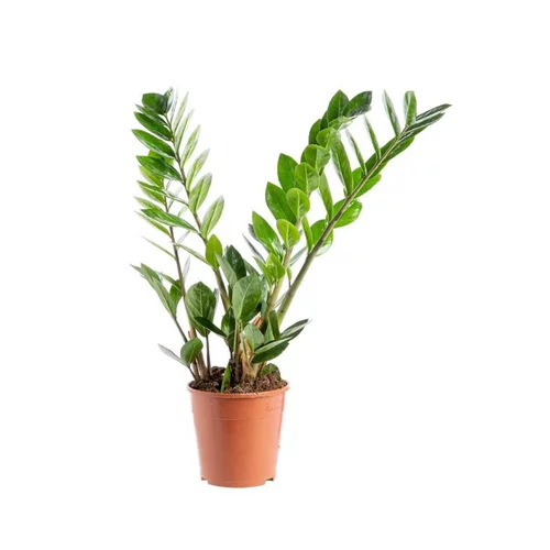 Zamioculcas. Le pot Ø 17 cm