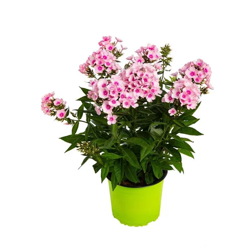 Phlox Paniculata - Le pot de 2,5 litres