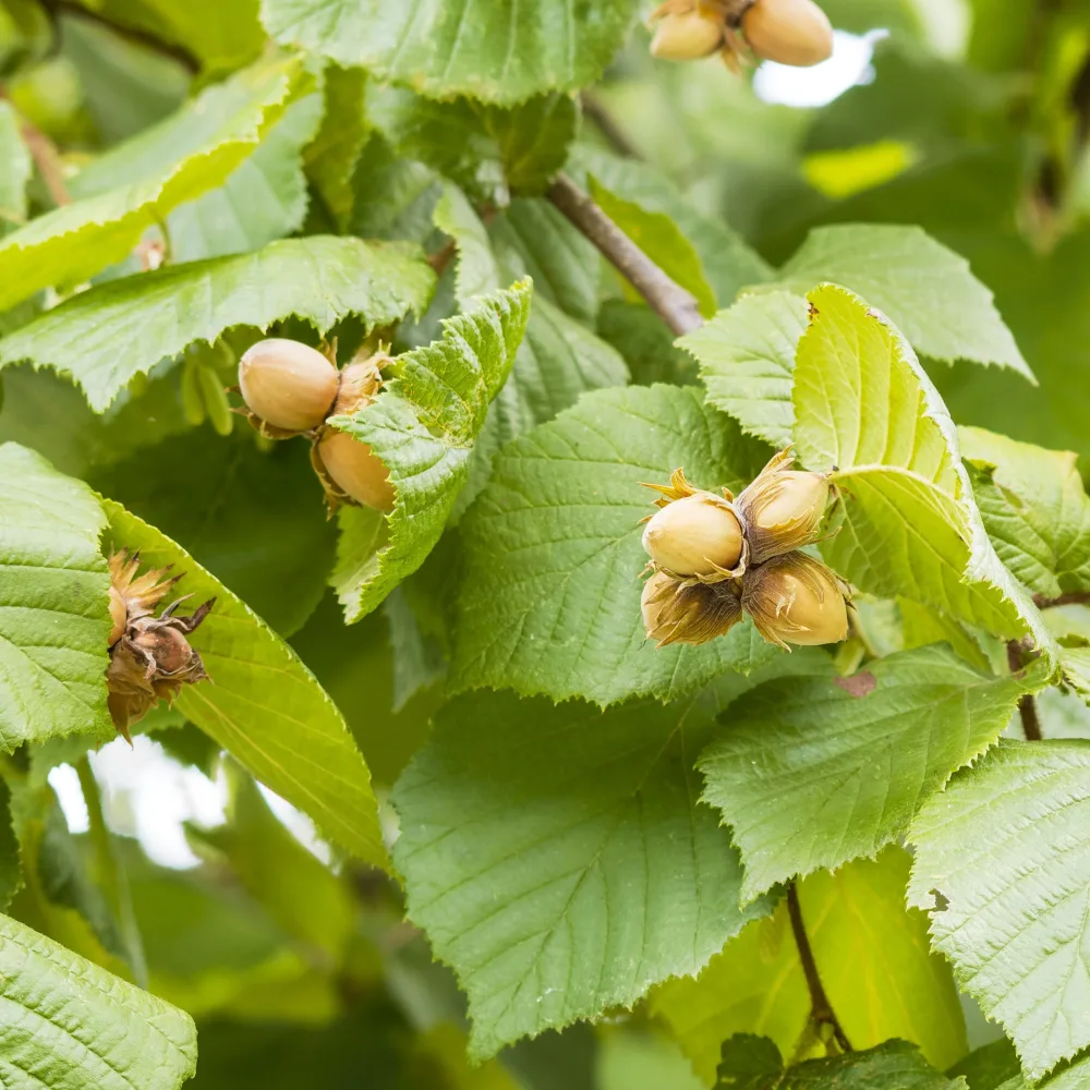 Noisetier Ronde du Piémont Corylus avellana Ronde du Piémont