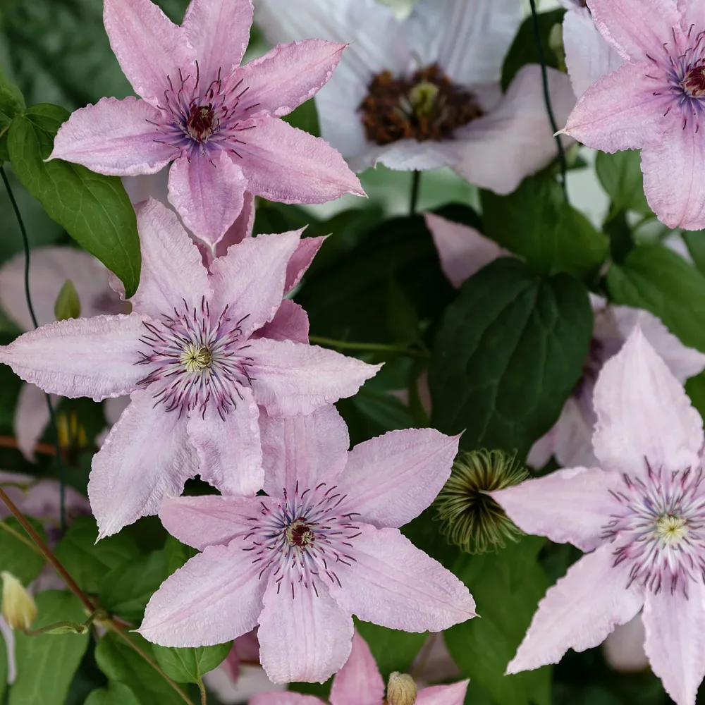 Clématite Hagley Hybrid Clematis Hagley hybrid