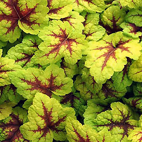 6 x Heucherella 'Stoplight' – godet 9cm x 9cm