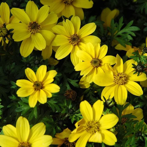 Bidens à fleurs jaunes - Le pot de 0,7 litre