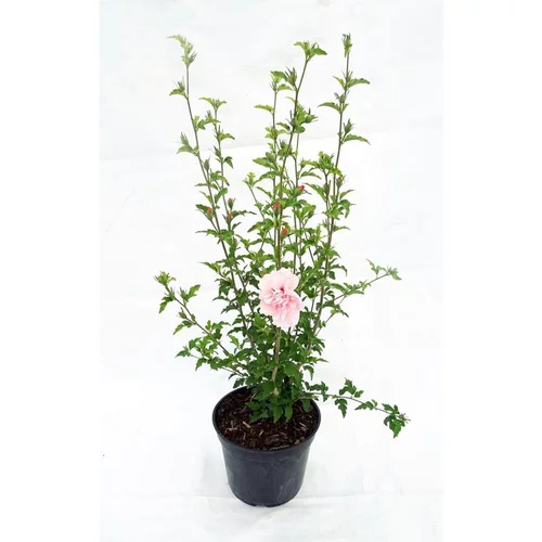 HIBISCUS syriacus PINK CHIFFON ® 'Jwnwood4' cov 5L