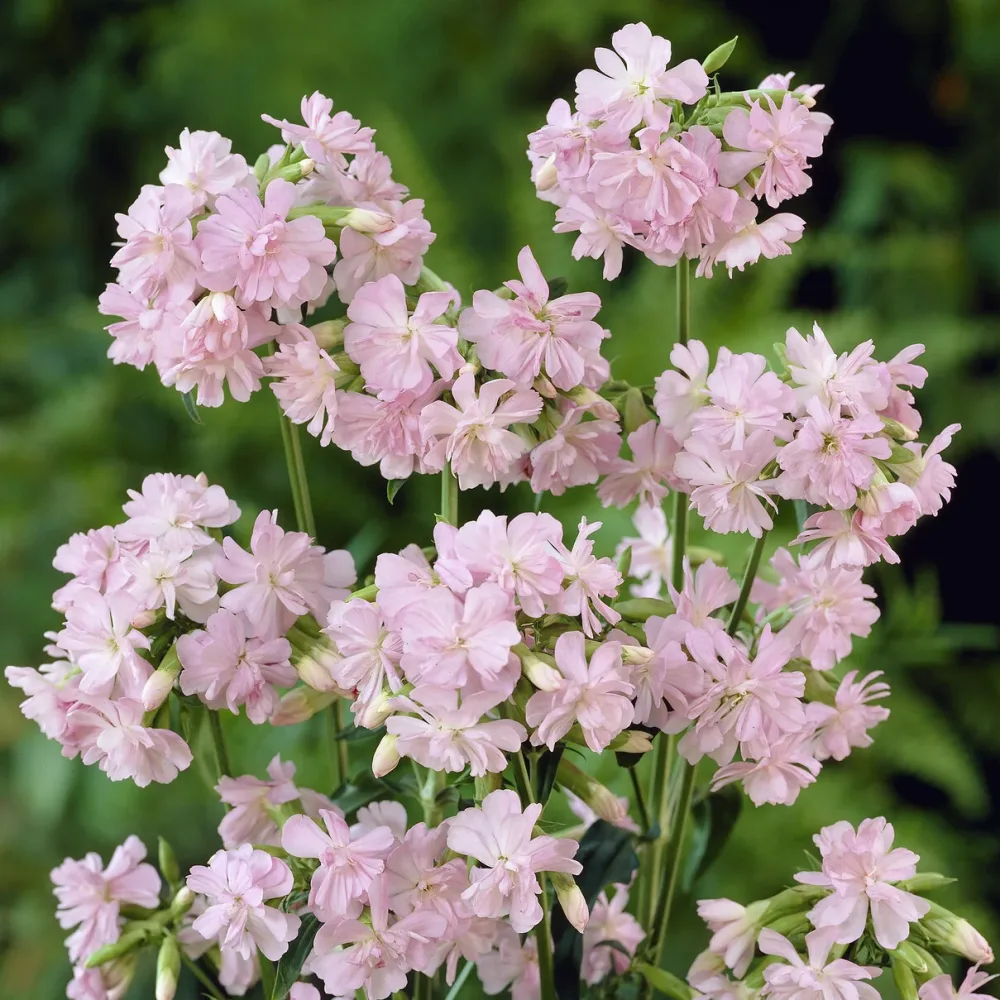 Saponaire officinale rose Saponaria officinalis Rosea Plena