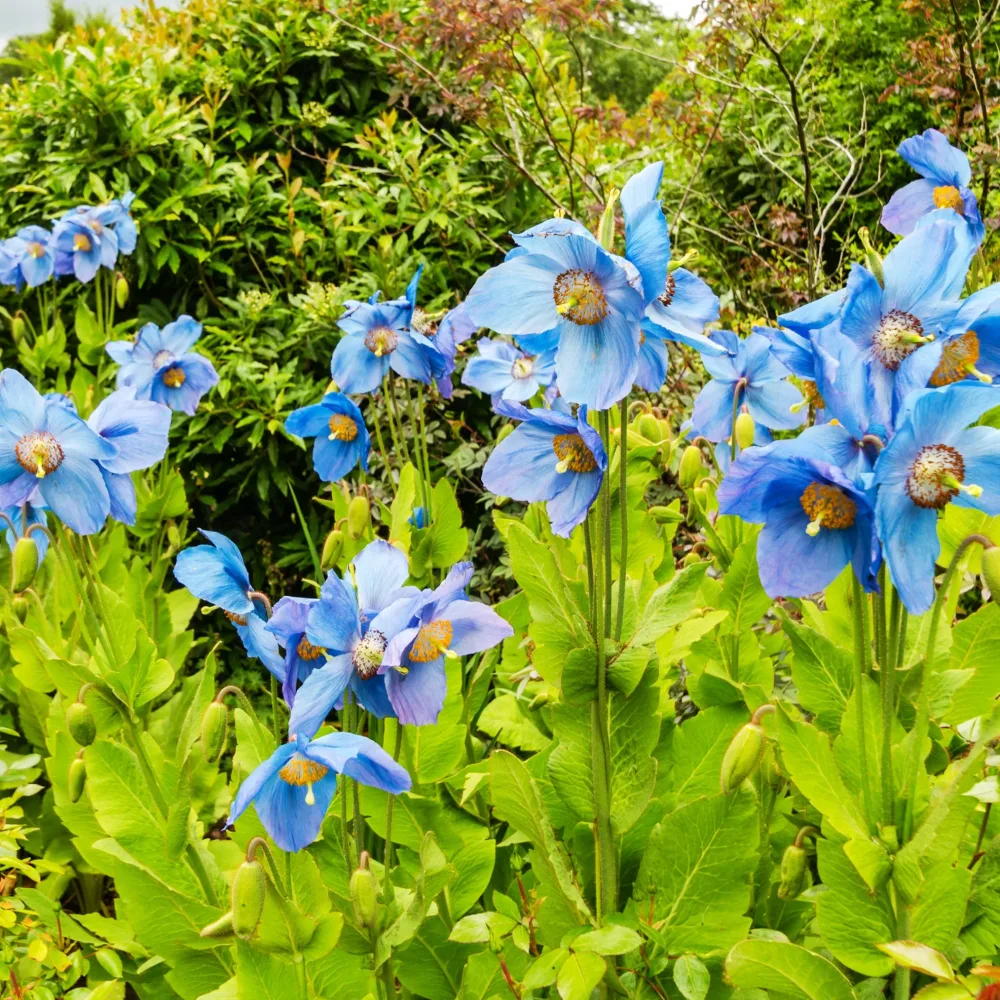 2 Pavots bleus de l'Himalaya Meconopsis betonicifolia