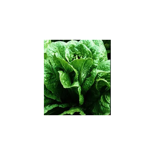 Biologische zaden van Bindsla Verte Maraîchère