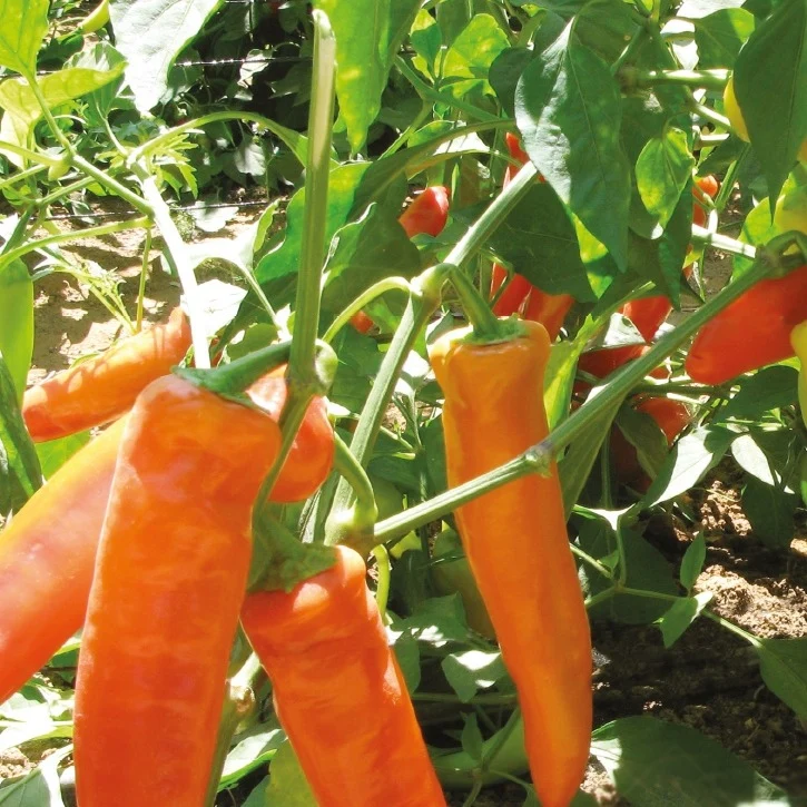 Piment Hungarian yellow hot wax Bio Capsicum annuum hungarian yellow hot wax