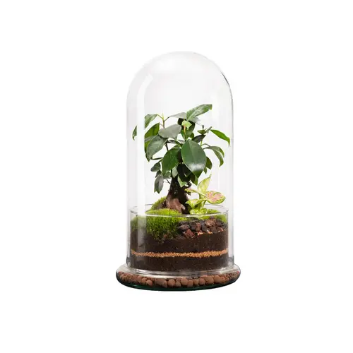 Terrarium autonome botanic® Spicy Ginseng - Taille L Ø 17,5 cm H 32 cm