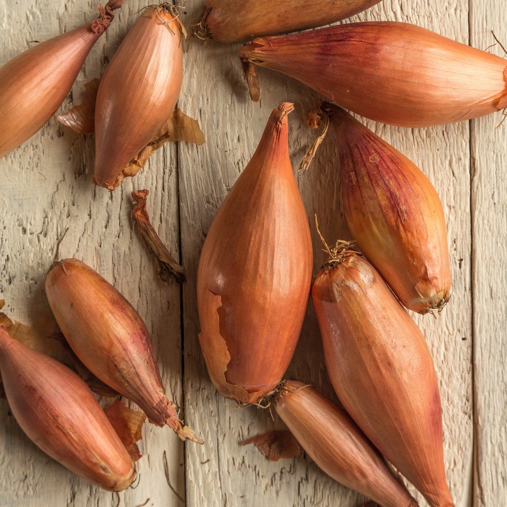 Oignon-échalion Zebrune Allium cepa -échalion Zebrune