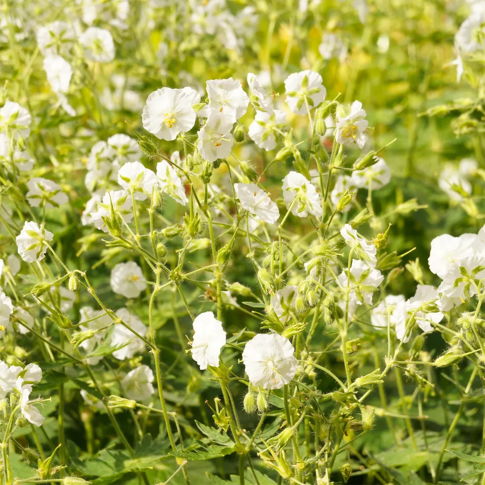 Géranium vivace à fleurs blanches Geranium phaeum album