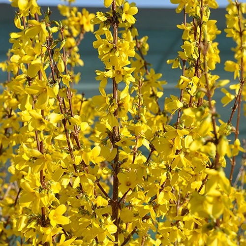 Forsythia Week End® Courtalyn Forsythia intermedia week end ® courtalyn