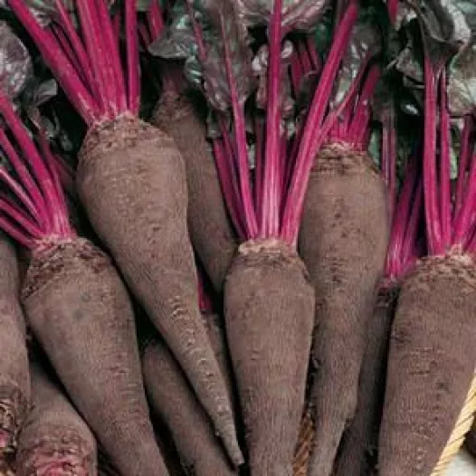 Biologische zaden van Rode biet Crapaudine