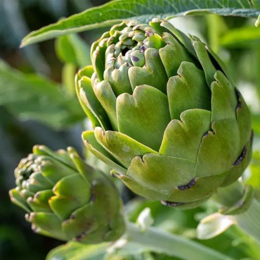 Bio zaden van Artisjok Imperial Star