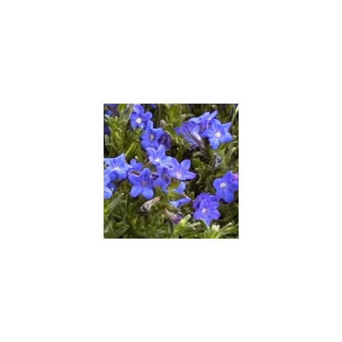 Lithodora - Le pot de 1 litre