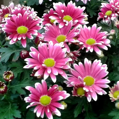 Chrysanthème multifleurs à fleurs multicolores - La coupe Ø 30 cm