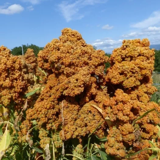 Quinoa Temuco | Semences bio et reproductibles