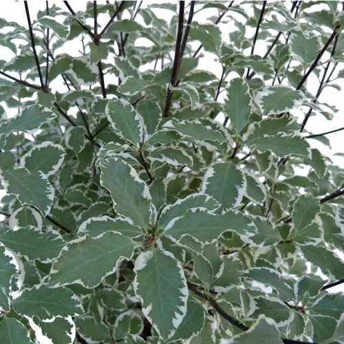 Pittosporum Tenuifolium Variegatum en pot de 4 L