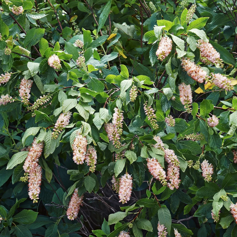 2 Clethras à feuilles d'aulne Clethra alnifolia